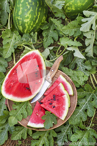Image of Watermelon field cutting