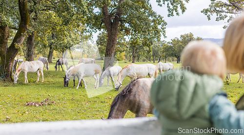 Image of Rear view of woman and child observe horses grazing in a green rural field