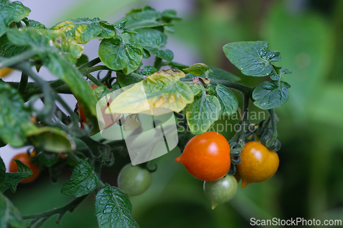 Image of Small cherry tomatoes
