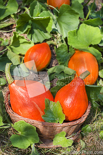 Image of Hokkaido pumpkin or red kuri squash