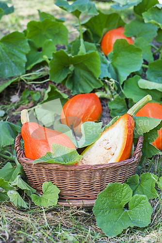 Image of Hokkaido pumpkin or red kuri squash