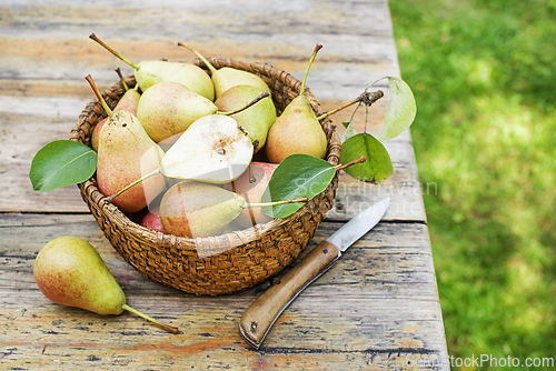 Image of Pear harvest