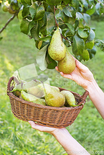 Image of Pear harvest