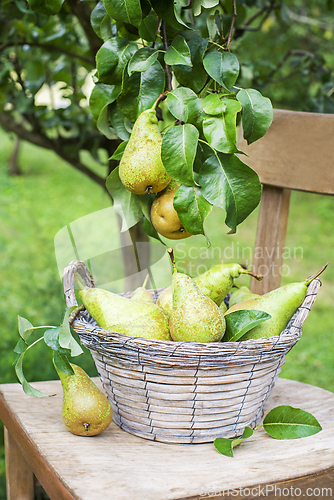 Image of Pear harvest