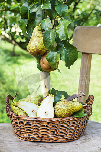 Image of Pear harvest