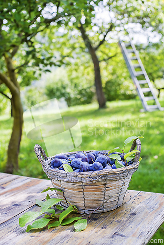 Image of Plums harvest