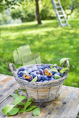 Image of Plums harvest