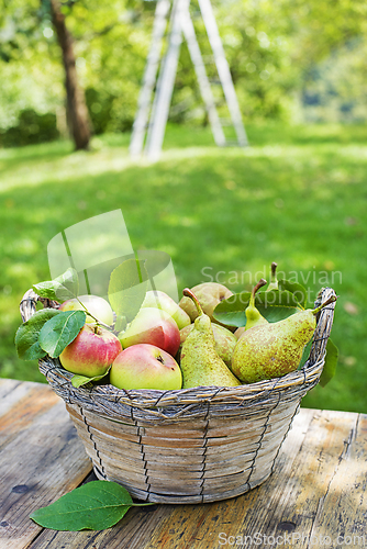 Image of Fruit harvest apple pear
