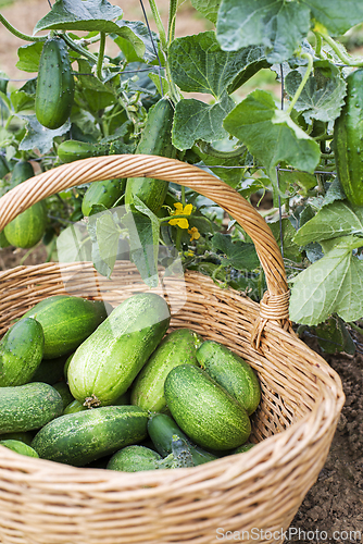 Image of Harvesting cucumber