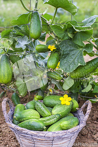 Image of Harvesting cucumber