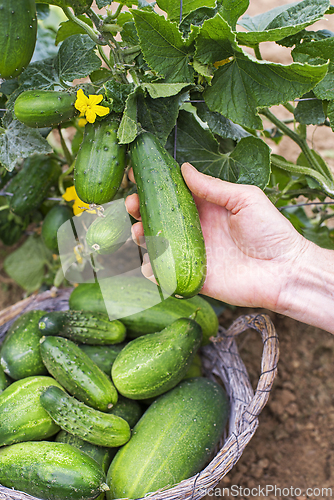 Image of Cucumber harvest