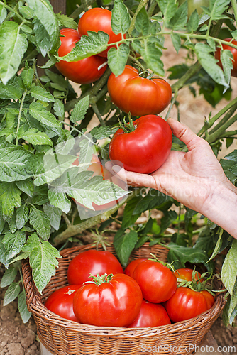 Image of Harvest tomato