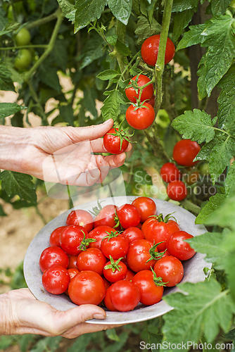 Image of Cherry tomato hands picking 