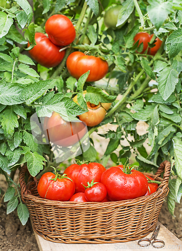 Image of Tomato Harvest