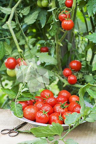 Image of Cherry tomato
