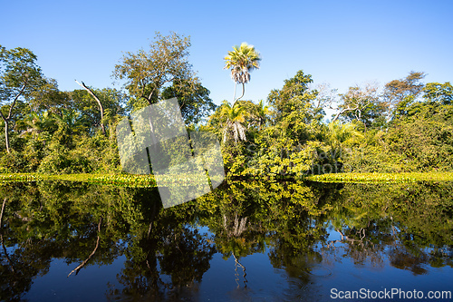 Image of Lush green scenery of the Pantanal wetlands