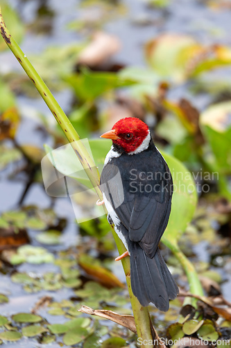 Image of Yellow-billed cardinal (Paroaria capitata), North Pantanal, Mato Grosso, Brazil. Brazilian wildlife and birdwatching.