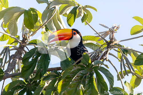 Image of Magnificent Toco Toucan (Ramphastos toco), Pantanal, Mato Grosso do Sul, Brazil. Brazilian wildlife and birdwatching.