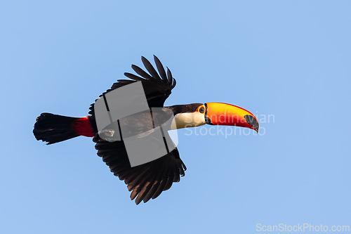 Image of Flying magnificent Toco Toucan (Ramphastos toco), Pantanal, Mato Grosso do Sul, Brazil. Brazilian wildlife and birdwatching.
