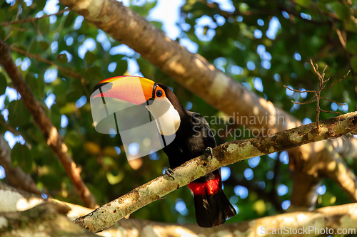 Image of Magnificent Toco Toucan (Ramphastos toco), Pantanal, Mato Grosso do Sul, Brazil. Brazilian wildlife and birdwatching.