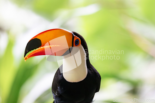 Image of Toco Toucan (Ramphastos toco) in a natural environment in Foz do Iguacu, Brazil. Brazilian wildlife and birdwatching.
