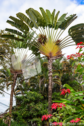 Image of Unique fan-shaped leaves of the Ravenala madagascariensis, a travellers palm, in a tropical setting in Paraty, Brazil.