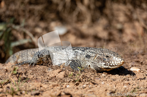 Image of Argentine black and white tegu (Salvator merianae), Pocone, Mato Grosso do Sul, Brazil. Brazilian wildlife and birdwatching.