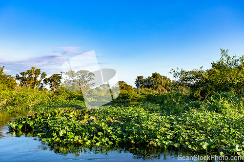 Image of Wild untouched South Pantanal wetlands landscape. Corumba, Mato Grosso do Sul, Brazil. Brazilian nature and wilderness.