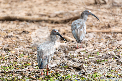 Image of Plumbeous ibis (Theristicus caerulescens), Pocone, Pantanal, Mato Grosso. Brazilian birdwatching.