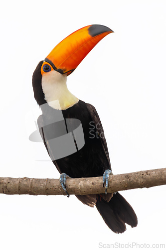 Image of Magnificent Toco Toucan (Ramphastos toco), South Pantanal, Mato Grosso do Sul, Brazil. Brazilian wildlife and birdwatching.
