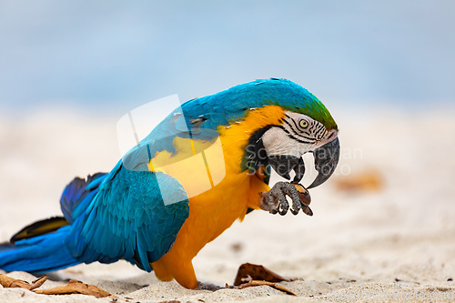 Image of Blue-and-yellow macaw (Ara ararauna), Mambucaba, Angra dos Reis, Rio de Janeiro Brazil. Brazilian birdwatching.
