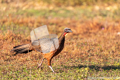 Image of Chaco chachalaca bird (Ortalis canicollis), Pocone, North Pantanal, Mato Grosso, Brazil. Brazilian wildlife and birdwatching.