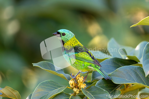Image of Green-headed tanager (Tangara seledon), Brazilian wildlife and birdwatching.