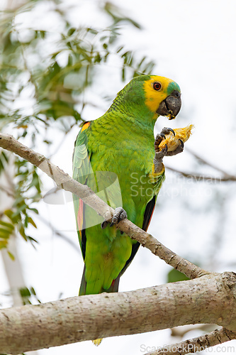 Image of Blue-fronted amazon (Amazona aestiva), Corumba, South Pantanal, Mato Grosso do Sul, Brazil. Brazilian wildlife and birdwatching.