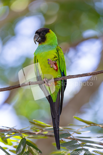 Image of Nanday parakeet (Aratinga nenday), Pocone, Pantanal, Mato Grosso. Brazilian wildlife and birdwatching.
