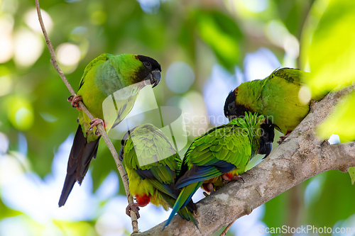 Image of Nanday parakeet (Aratinga nenday), Pocone, Pantanal, Mato Grosso. Brazilian wildlife and birdwatching.