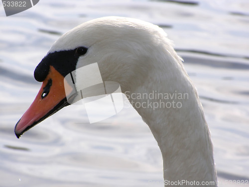 Image of portrait of swan