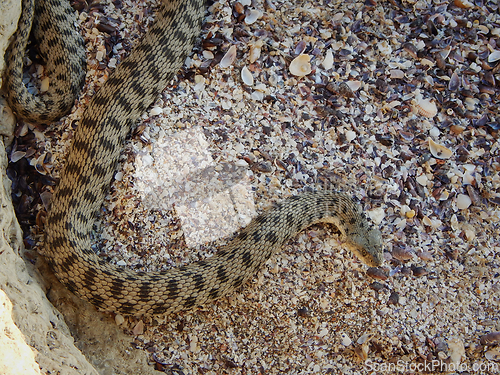 Image of Snake Caspian Snake.