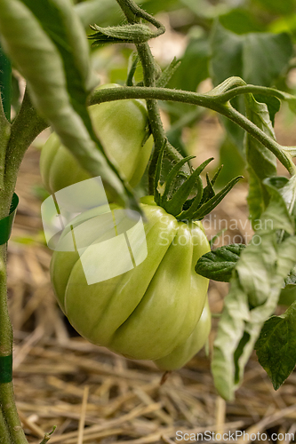 Image of Unripe green tomatoes hanging on the vine