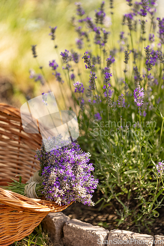 Image of Freshly harvested lavender bouquet