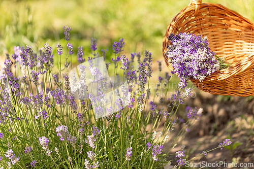 Image of Harvested lavender flowers in blooming field