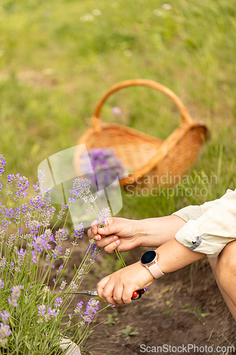 Image of Fresh fragrant lavender blossoms