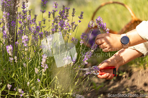 Image of Woman harvesting lavender flowers