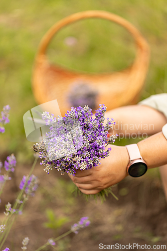Image of Bouquet of freshly cut lavender flowers