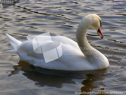 Image of swan on the lake