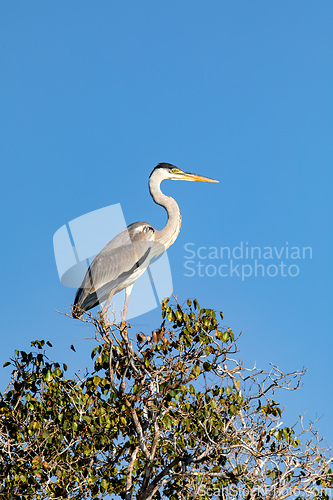 Image of Cocoi heron (Ardea cocoi), Pocone, South Pantanal Mato Grosso do Sul, Brazil. Brazilian wildlife and birdwatching.