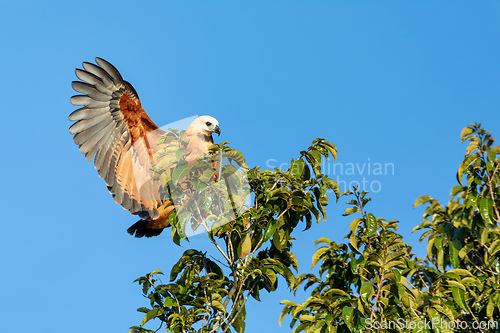 Image of Black-collared hawk (Busarellus nigricollis). Pocone, South Pantanal Mato Grosso, Brazil. Brazilian wildlife and birdwatching.