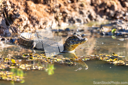 Image of Yacare caiman (Caiman yacare) floats in the water. Pocone, North Pantanal, Mato Grosso, Brazil. Brazilian wildlife.