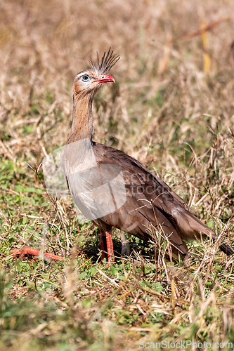 Image of Red-legged seriema (Cariama cristata), Jardim, Pantanal Mato Grosso do Sul Brazil. Brazilian wildlife and birdwatching.
