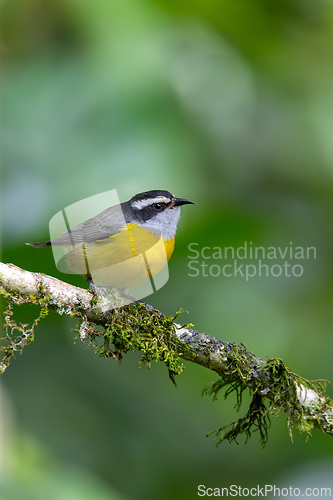 Image of Bananaquit (Coereba flaveola), Pocone, South Pantanal Mato Grosso, Brazil. Brazilian wildlife and birdwatching.